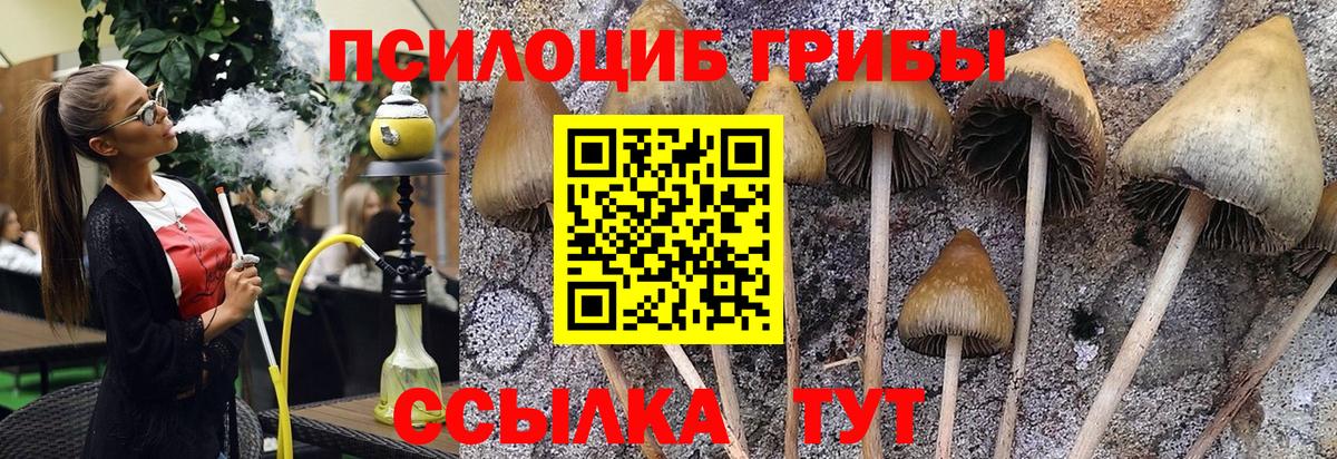 Псилоцибиновые грибы Cubensis Балтийск